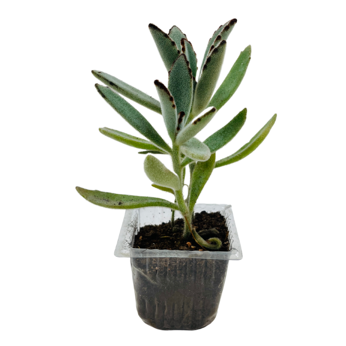 Kalanchoe Tomentosa | Chocolate Soldier | Panda Plant - Live Succulent Plant (Home & Garden)