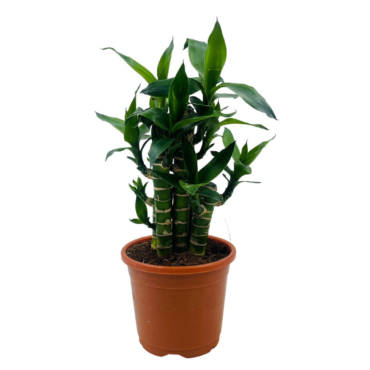 lucky lotus bamboo Lotus Bamboo / Lucky Bamboo