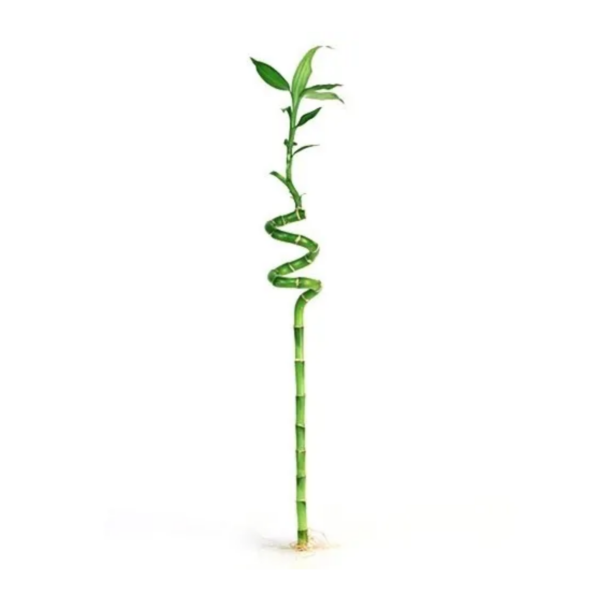 Lucky Bamboo Spiral 60cm