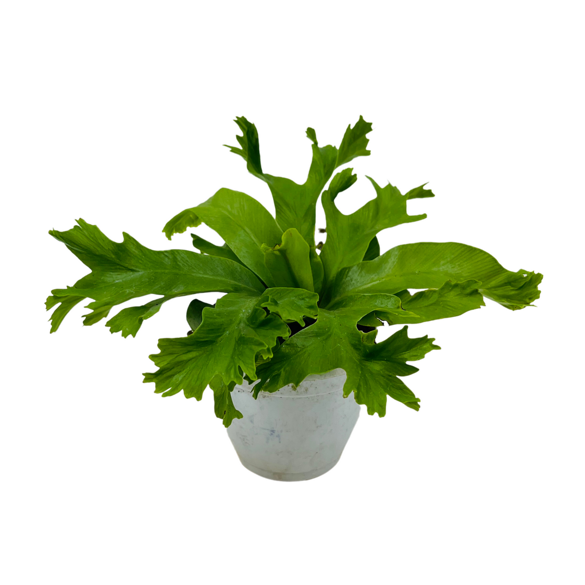 Asplenium Nidus Crissie Fern- Live Plant (Home & Garden)