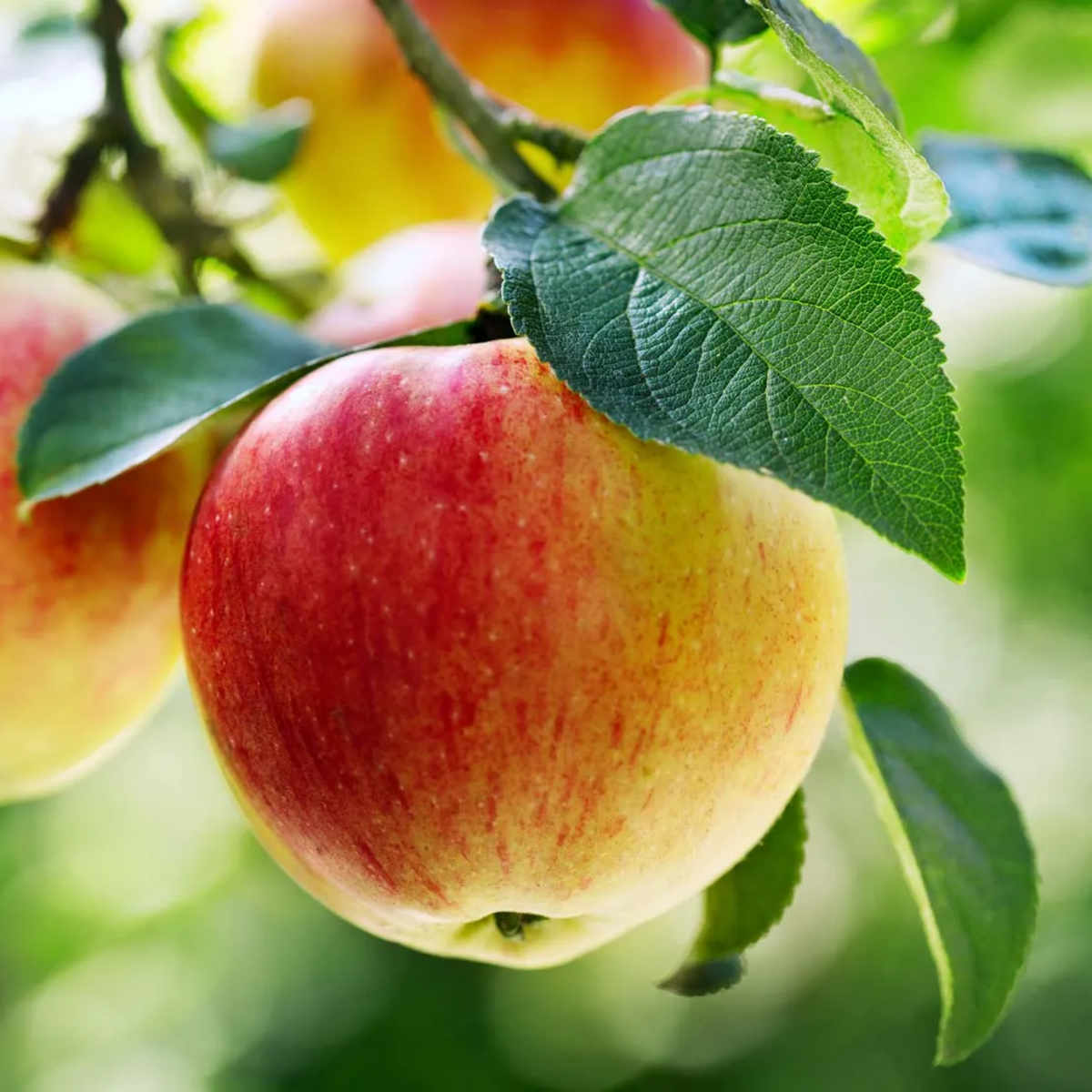 Apple Fruit Grafted (Malus domestica)-  Live Fruit Plant (Home & Garden)