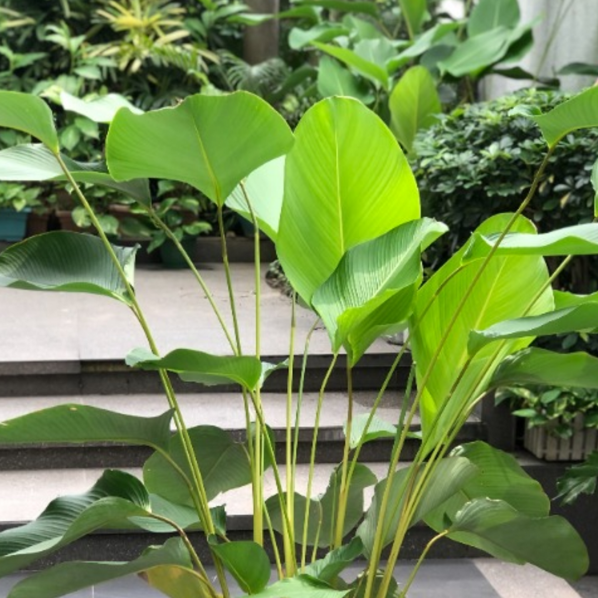 Calathea Lutea | Cuban Cigar - Ornamental Live Plant (Home & Garden)