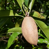 Banana Sapota / Chikoo Grafted Live Fruit Plant (Home & Garden)