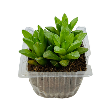 haworthia cymbiformis succulent Small Haworthia Cymbiformis Plant- Live Succulent Plant (Home & Garden – Hug A Plant