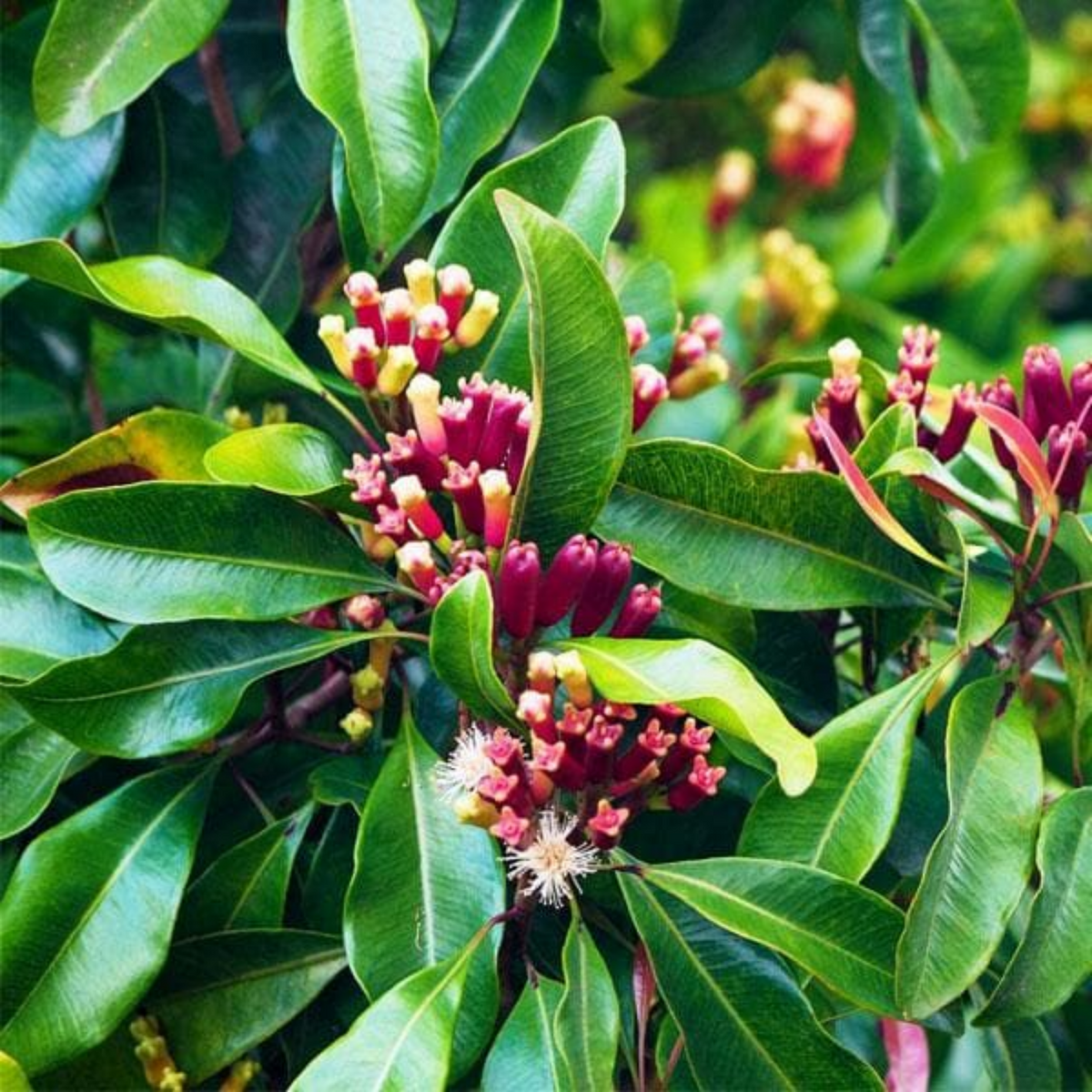 Cloves Plant (Syzygium Aromaticum) Live Spice Plant (Home & Garden)