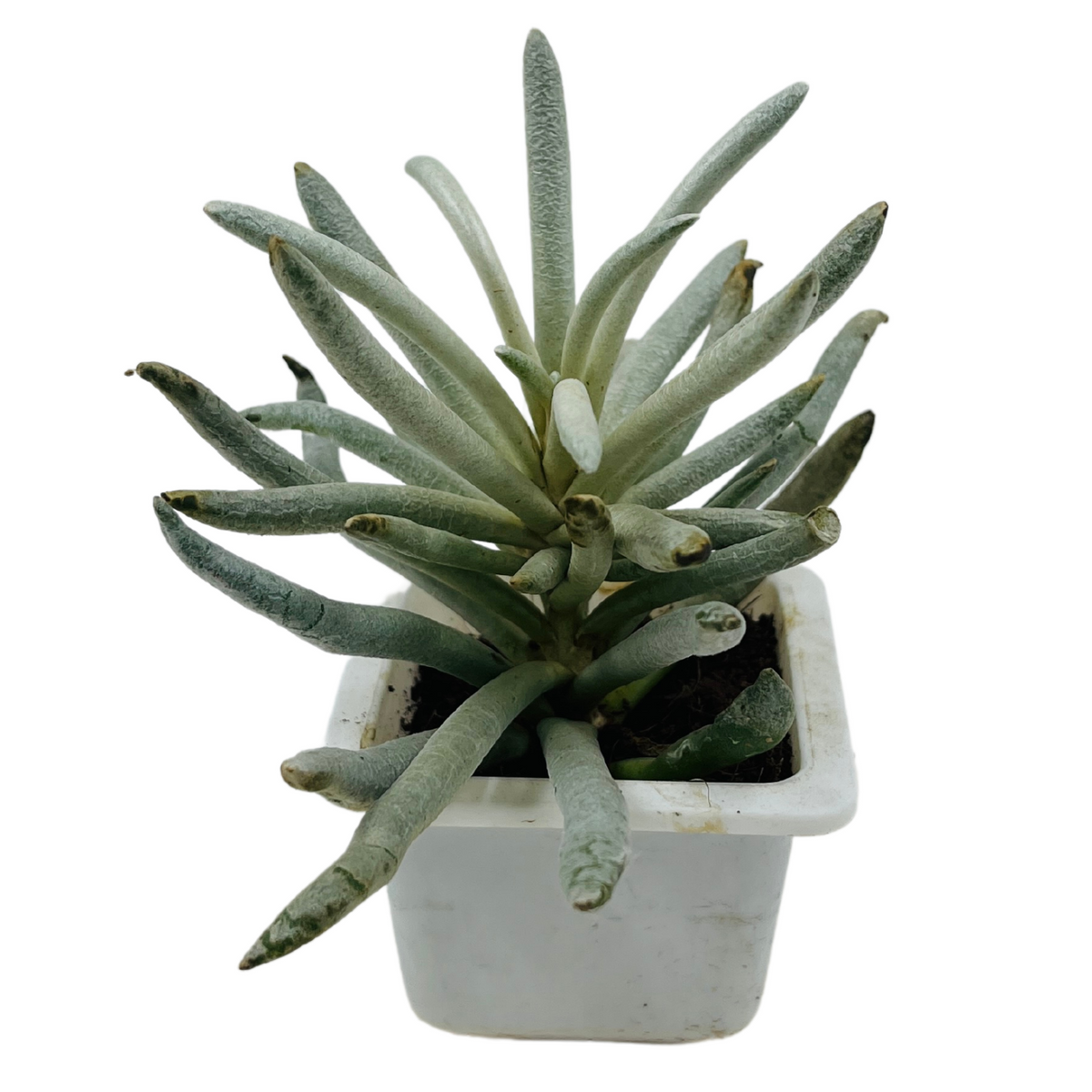 Senecio Wooly | Senecio Scaposus - Live Plant (Home & Garden)