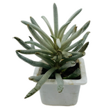 Senecio Wooly | Senecio Scaposus - Live Plant (Home & Garden)