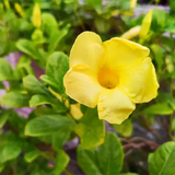 Allamanda Creeper | Pentalinon luteum (Yellow) -  Flowering/Ornamental Live Plant (Home & Garden)