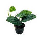 Monstera Peru (Monstera karstenianum)- Live Plant in 8.5cm Pot (Home & Garden)