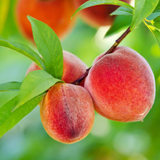 Peach Fruit (Prunus persica)-  Live Fruit Plant (Home & Garden)