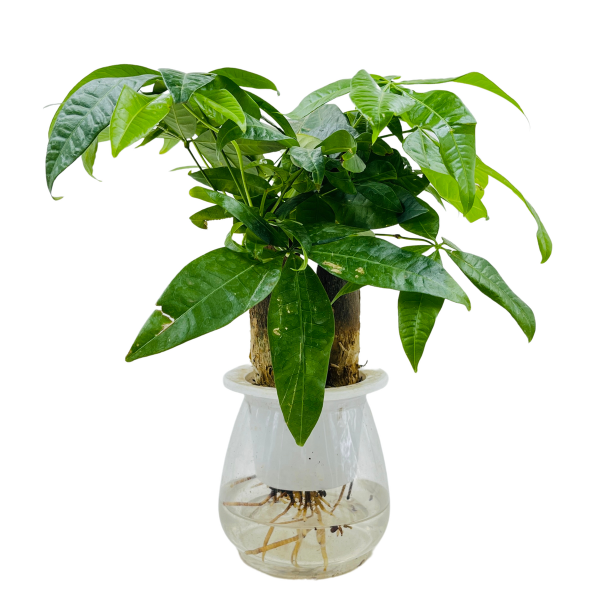 Pachira Money Plant Tree | Malabar Chestnut (Pachira aquatica)- Live Plant Selfwatering Pot (Home & Garden)