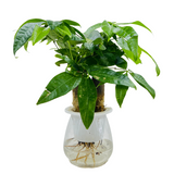 Pachira Money Plant Tree | Malabar Chestnut (Pachira aquatica)- Live Plant Selfwatering Pot (Home & Garden)