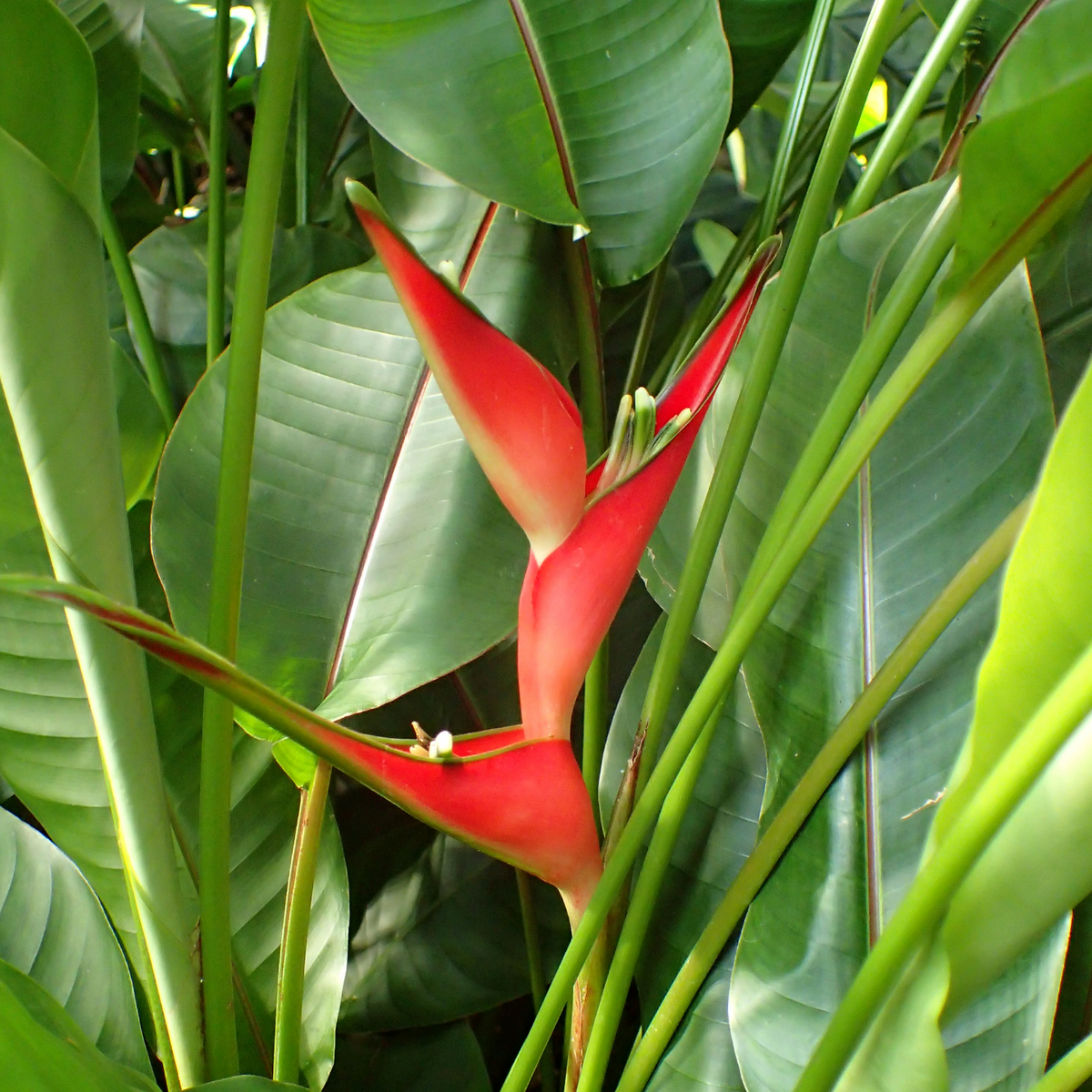 Heliconia / Lobster-claws (Genus Heliconia) Flowering/Ornamental Live Plant (Home & Garden)