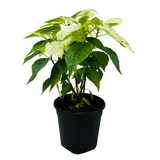 White Poinsettia / Christmas Flower (Euphorbia pulcherrima) Flowering/Ornamental Live Plant (Home & Garden)