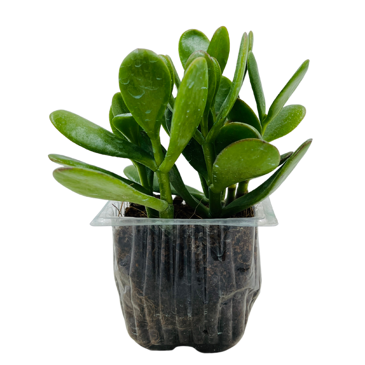 Crassula Ovata | Jade Plant (Opuntia microdasys)- Live Plant (Home & Garden)