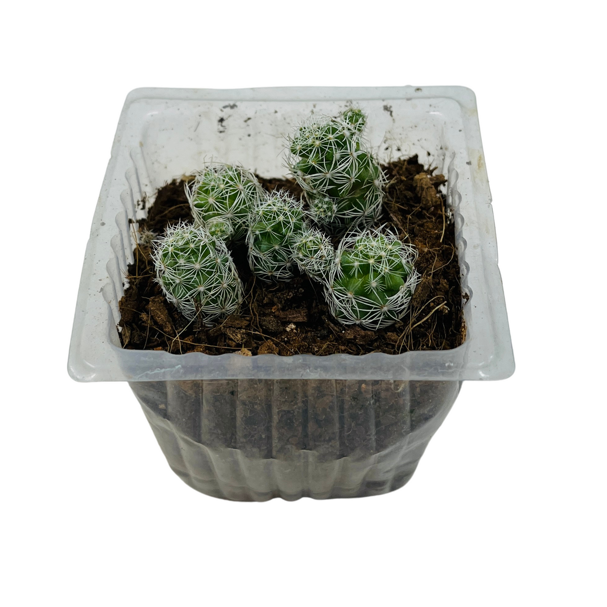 Thimble Cactus | Mammillaria Gracilis - Live Plant (Home & Garden)