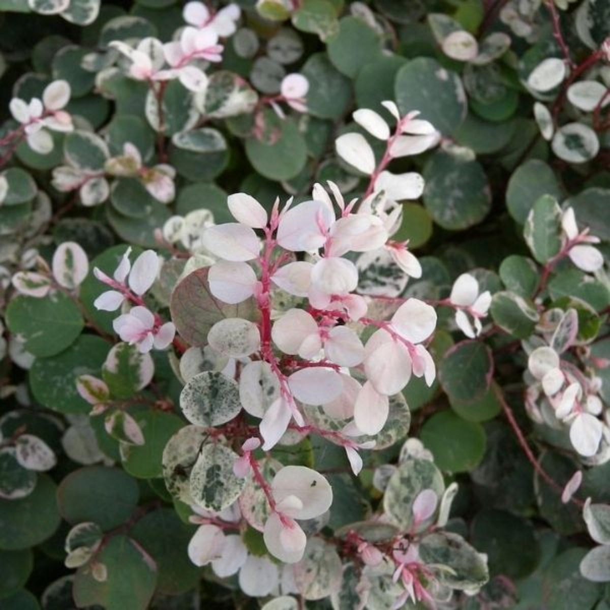 Snow Bush (Breynia disticha) - Ornamental Live Plant (Home & Garden)