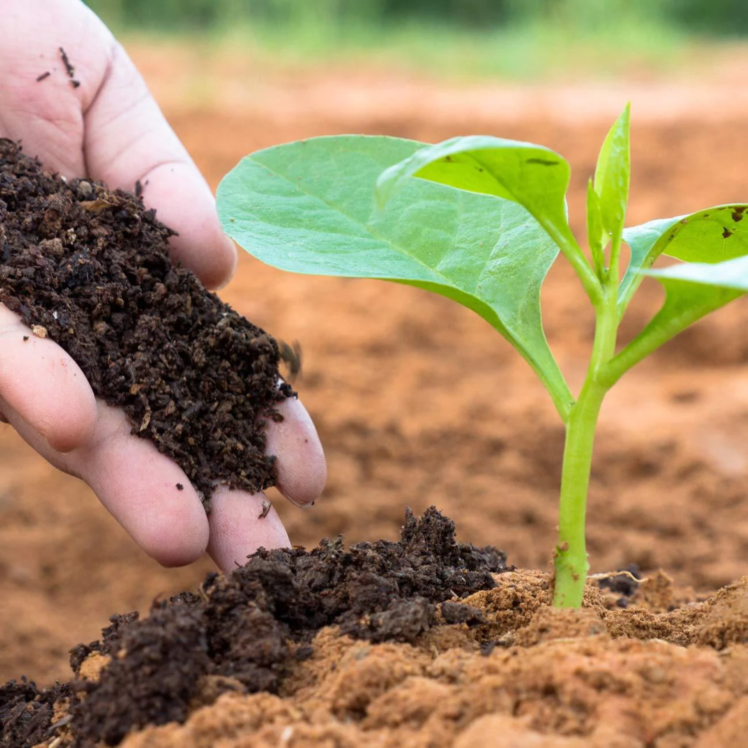 Hug A Plant Vermicompost For Plants