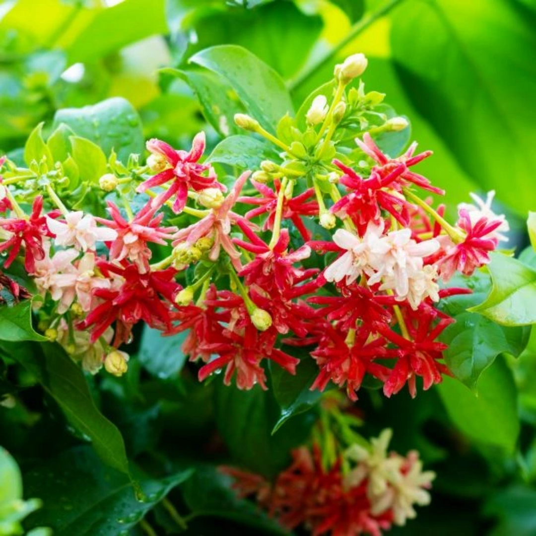 madhumalti plant seeds Madhumalati / Rangoon Creeper (combretum indicum)- Flowering/Ornamenta –  Hug A Plant