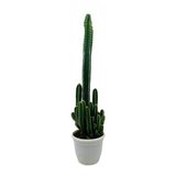 Cereus Peruvians "Florida" / Long Cactus - Live Cactus Plant In Pot (Home & Garden)