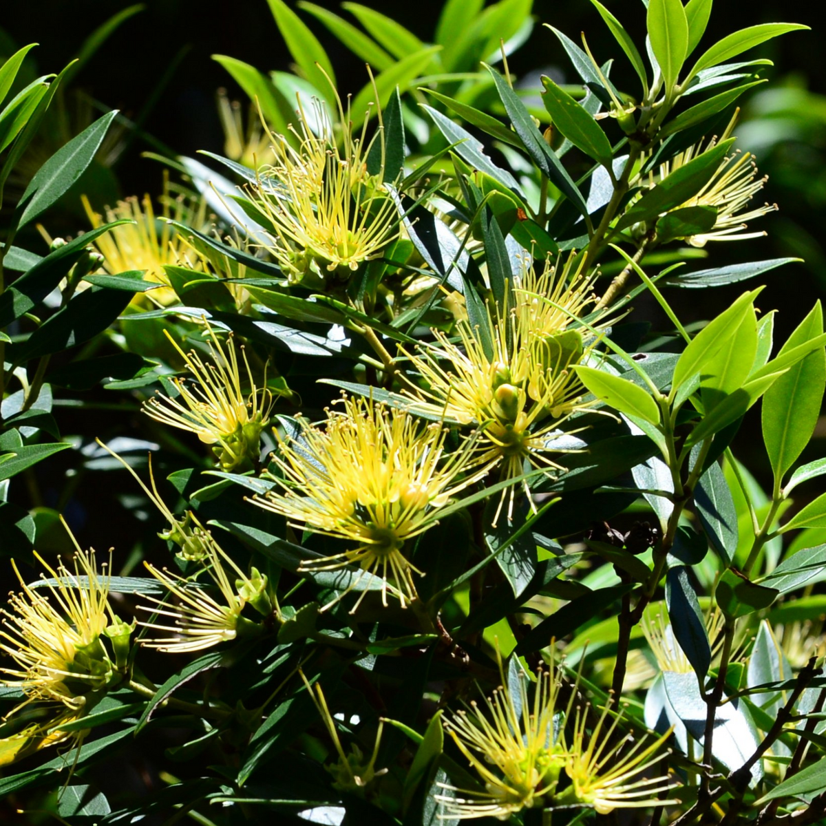 Metrosideros | P��hutukawa (Metrosideros Excelsa) Flowering/Ornamental Live Plant (Home & Garden)
