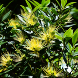 Metrosideros | P��hutukawa (Metrosideros Excelsa) Flowering/Ornamental Live Plant (Home & Garden)