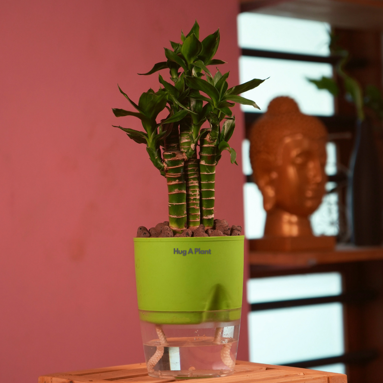 Lotus Bamboo / Lucky Bamboo - Live Plant (With Self-Watering Pot & Plant)
