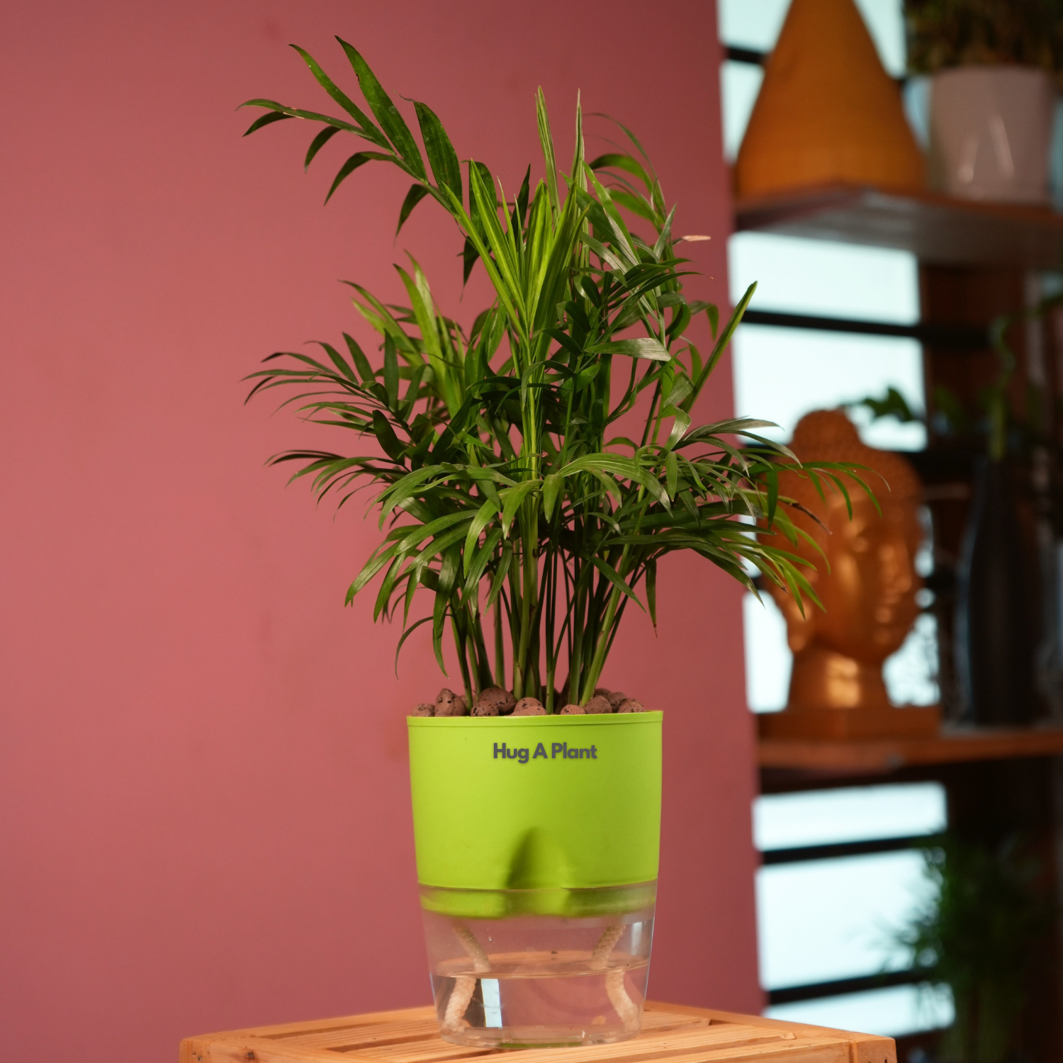 Chamaedorea Palm (Chamaedorea seifrizii) - Live Plant (With Self-Watering Pot & Plant)