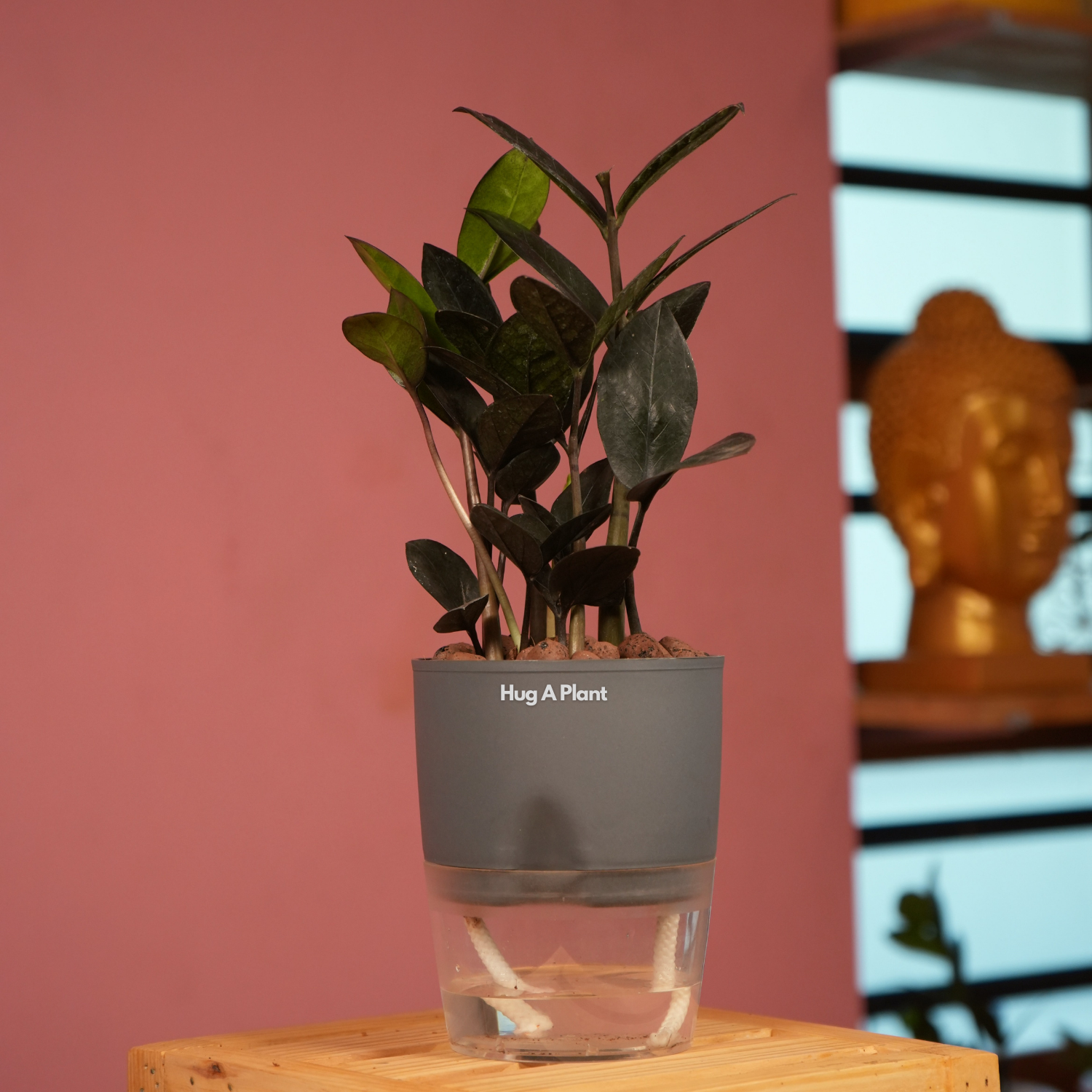 Zamioculcas Raven / Black ZZ Plant (Zamioculcas zamiifolia)- Live Plant (With Self-Watering Pot & Plant) (Home & Garden)