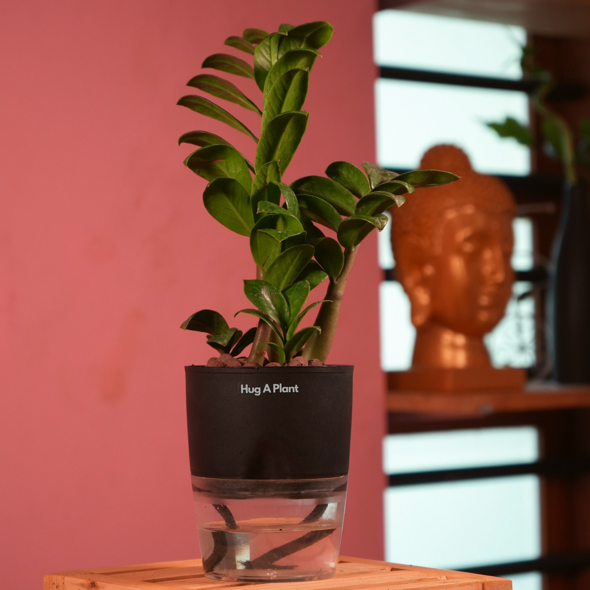 Zamioculcas zamiifolia ƒ??Zenziƒ?? Dwarf ZZ Plant- Live Plant (With Self-Watering Pot & Plant)