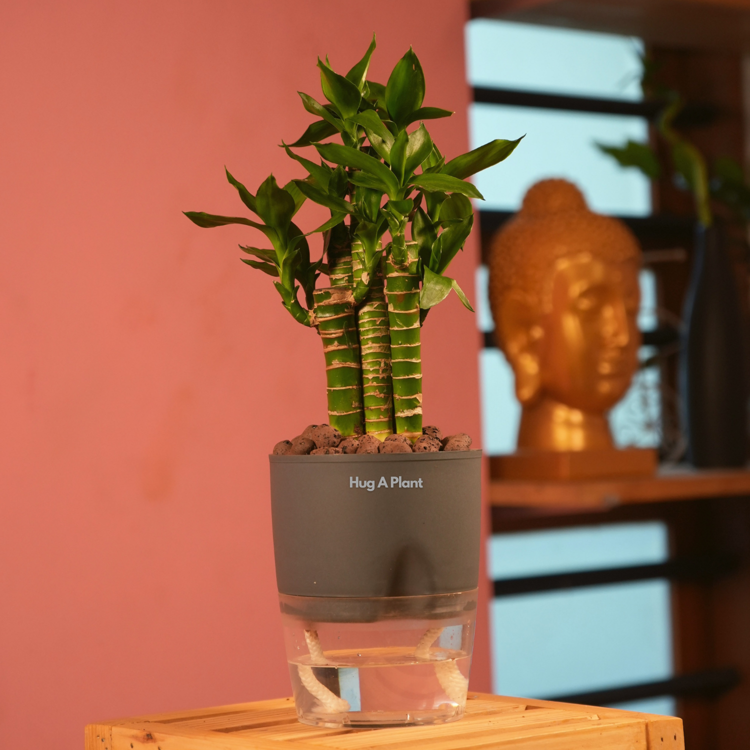 Lotus Bamboo / Lucky Bamboo - Live Plant (With Self-Watering Pot & Plant)