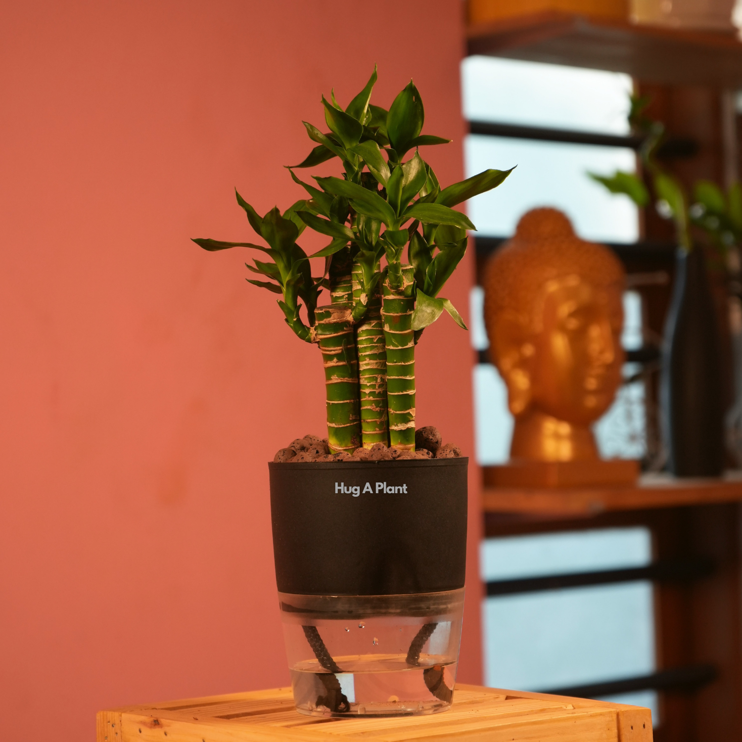 Lotus Bamboo / Lucky Bamboo - Live Plant (With Self-Watering Pot & Plant)