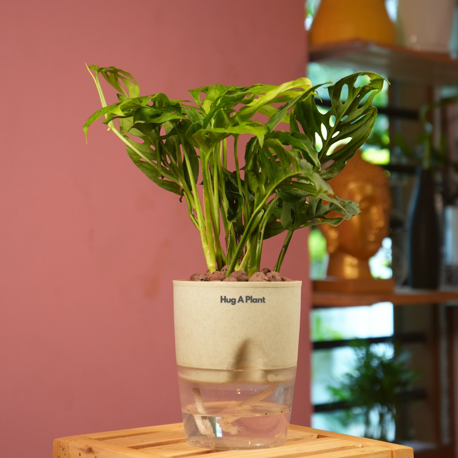 Monstera Adansonii | Broken Heart Plant- Live Plant (With Self-Watering Pot & Plant)