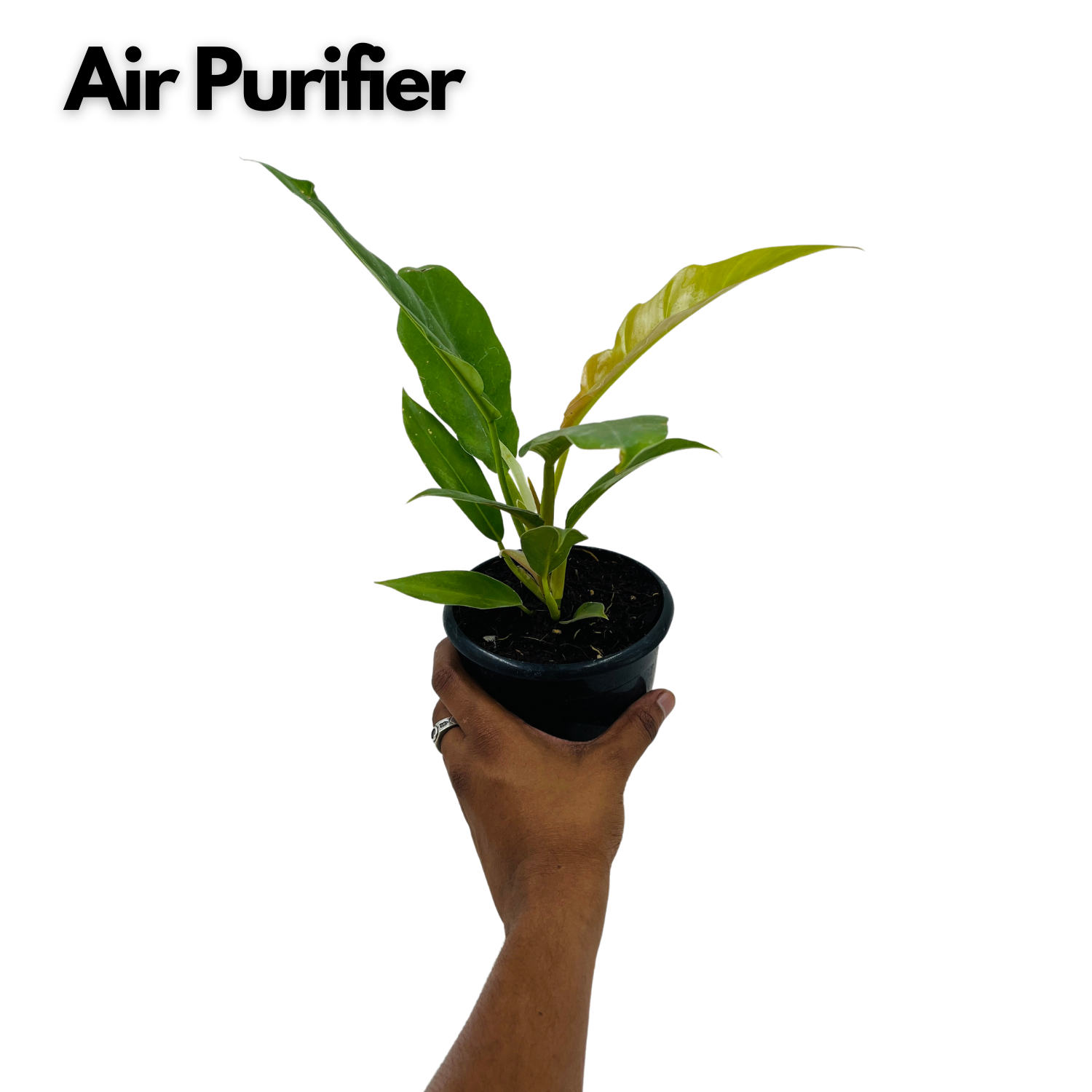 Philodendron Narrow Escape / Tiger Tooth - Live  Plant in 10cm Pot (Home & Garden)