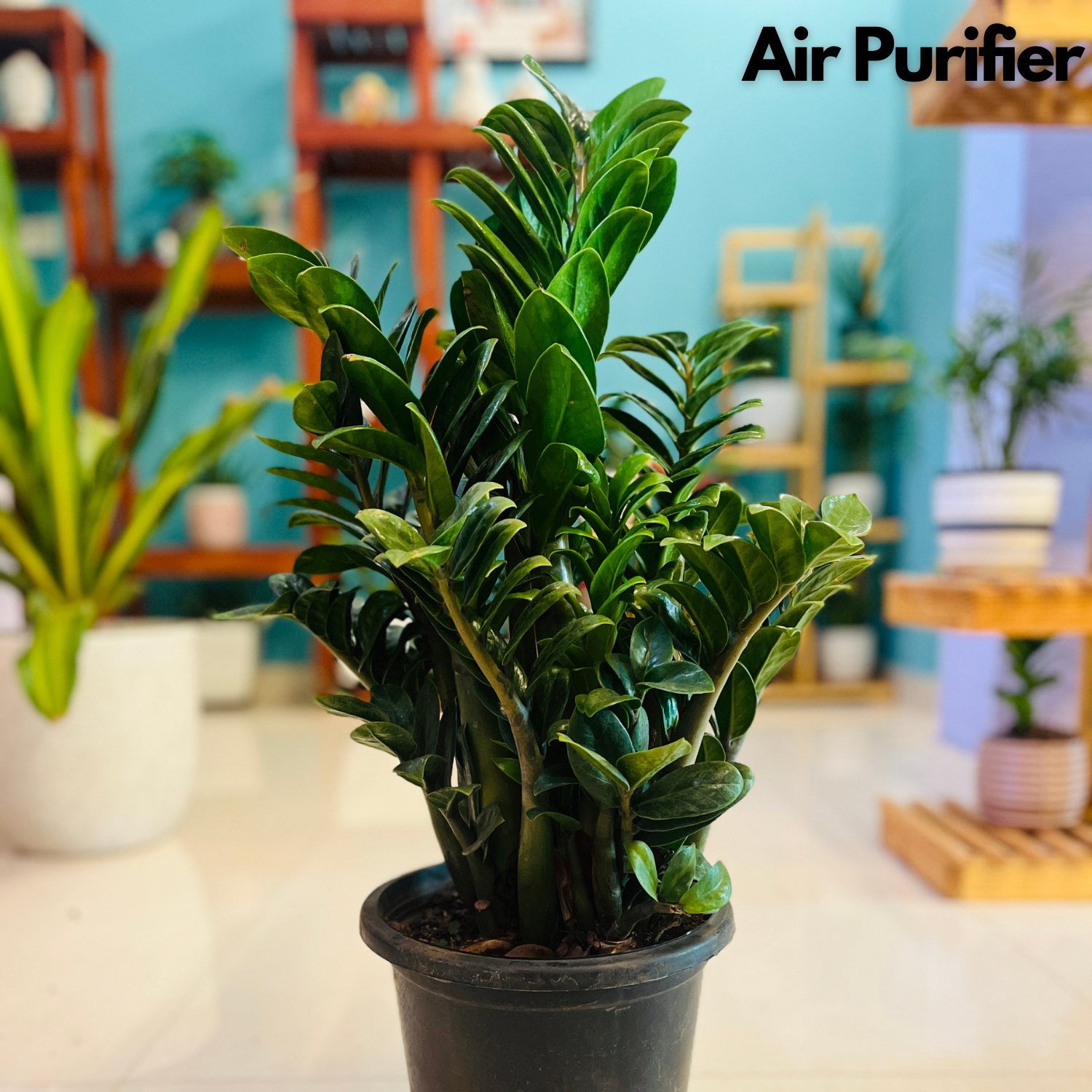 Zamioculcas zamiifolia ƒ??Zenziƒ?? Big Dwarf ZZ Plant- Live Plant in 8inch Pot (Home & Garden)