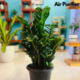 Zamioculcas zamiifolia ƒ??Zenziƒ?? Big Dwarf ZZ Plant- Live Plant in 8inch Pot (Home & Garden)