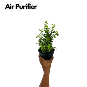 is jade plant an air purifier Jade Plant (Crassula Argentea)