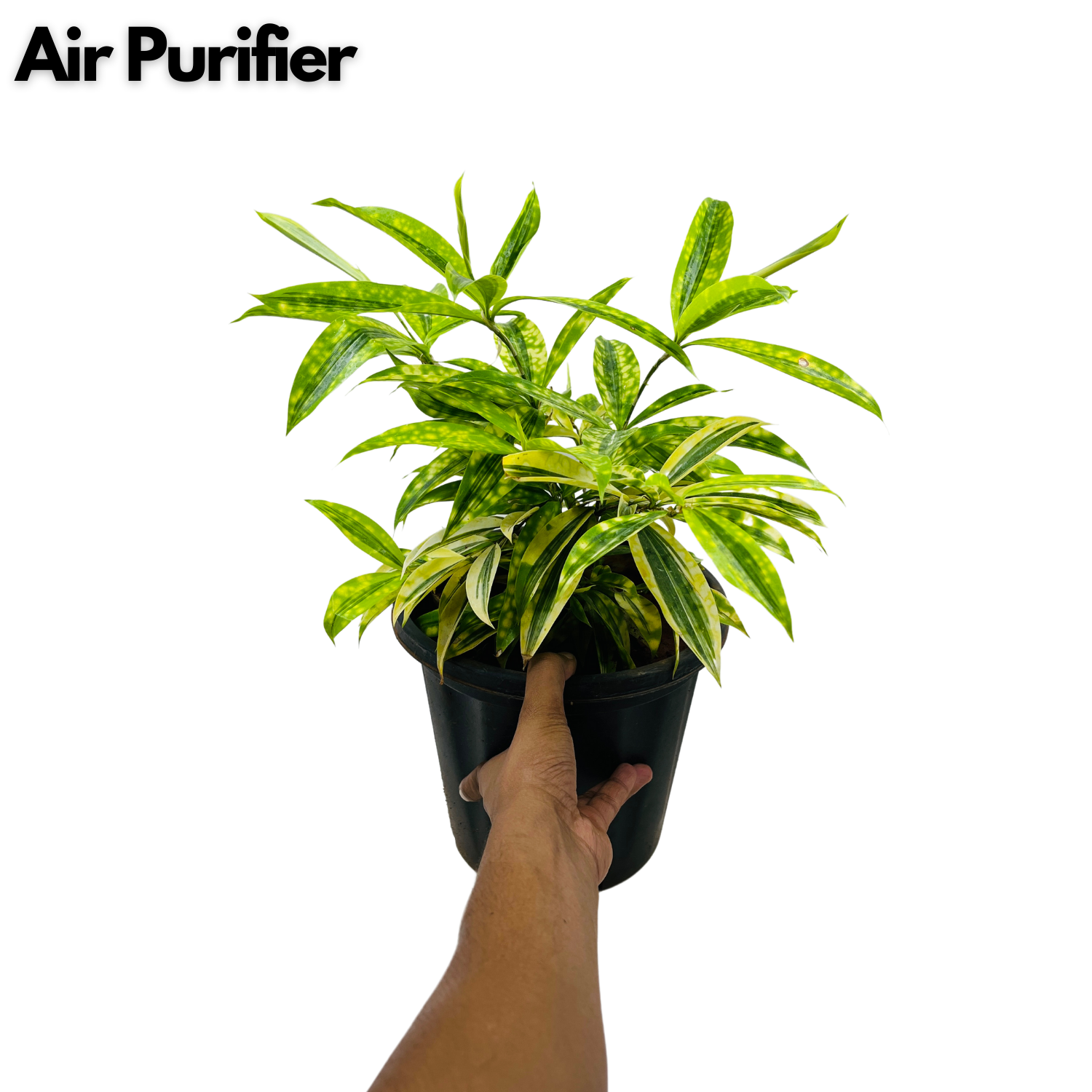 Draceana Golden Milky Bamboo Plant - Live Plant in 8inch Pot (Home & Garden)