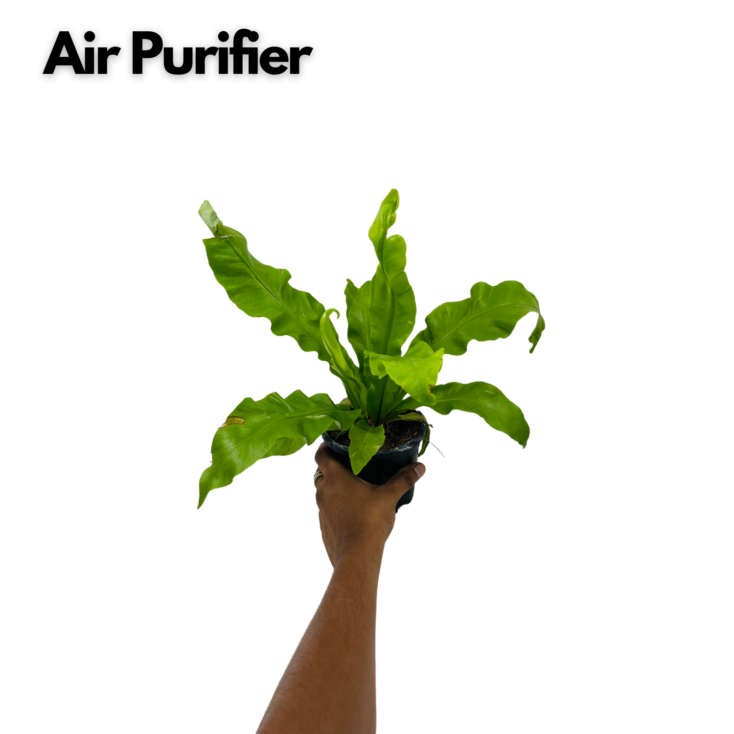 Bird Nest Fern (Asplenium Victoria) - Live  Plant in 10cm Pot (Home & Garden)