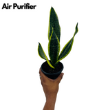 Sansevieria "Gold Flame" / Snake Plant (Dracaena trifasciata)- Live Plant in pot  (Home & Garden)