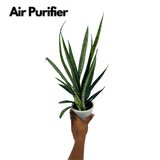 Sansevieria Silver Princess / Snake Plant (Sansevieria trifasciata)- Live Plant in 12cm Pot  (Home & Garden)