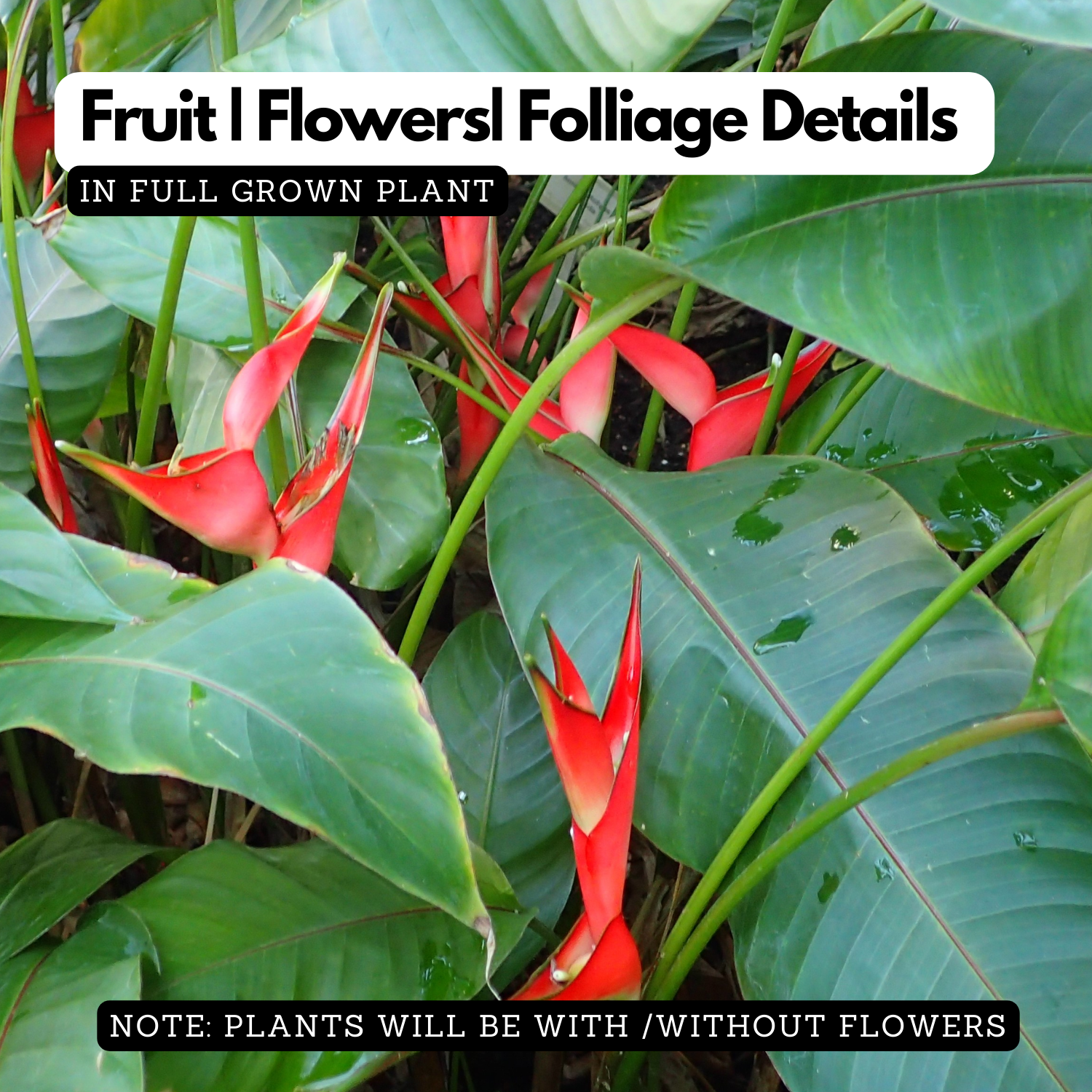 Heliconia / Lobster-claws (Genus Heliconia) Flowering/Ornamental Live Plant (Home & Garden)