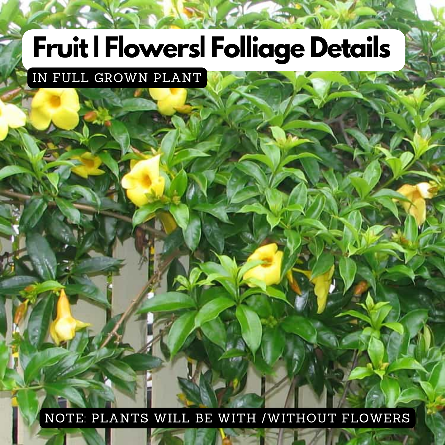 Allamanda Creeper | Pentalinon luteum (Yellow) -  Flowering/Ornamental Live Plant (Home & Garden)