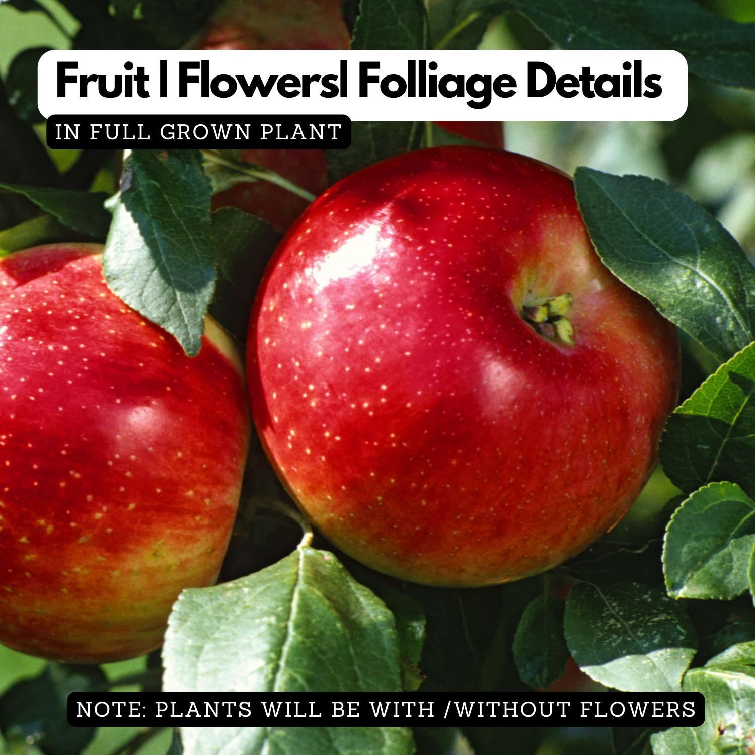 Apple Fruit Grafted (Malus domestica)-  Live Fruit Plant (Home & Garden)