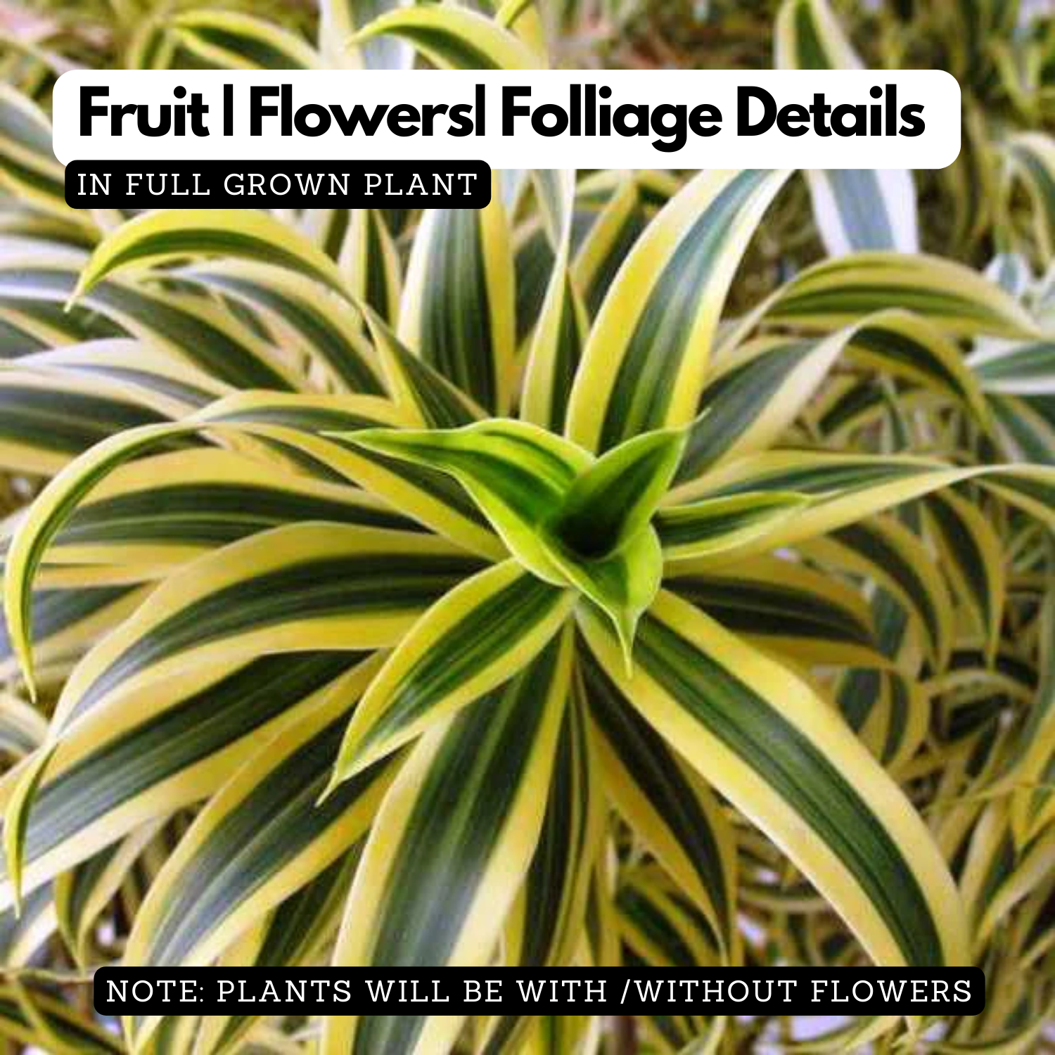 Song Of India (Dracaena Reflexa) - Ornamental Live Plant (Home & Garden)