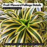 Song Of India (Dracaena Reflexa) - Ornamental Live Plant (Home & Garden)