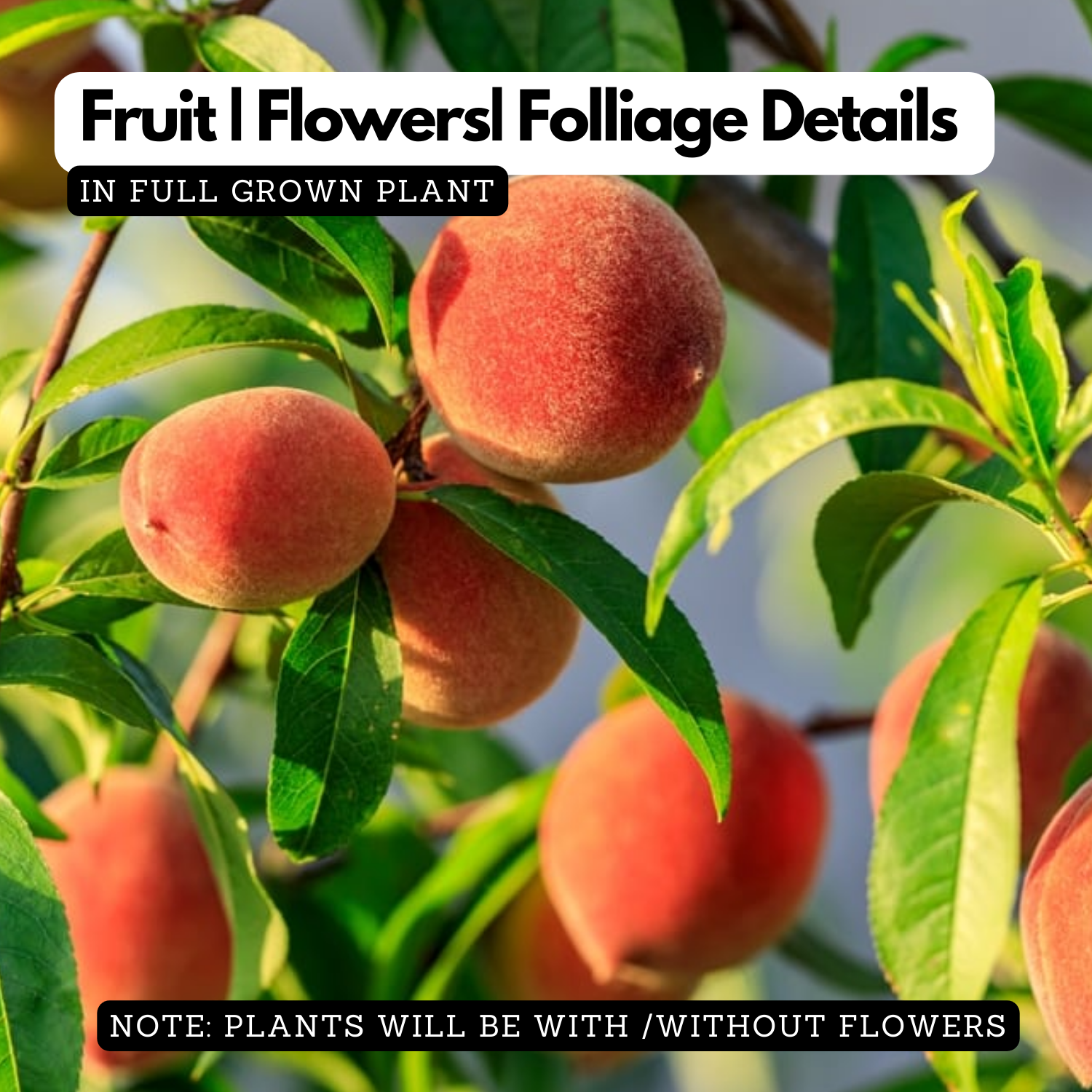 Peach Fruit (Prunus persica)-  Live Fruit Plant (Home & Garden)