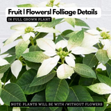 White Poinsettia / Christmas Flower (Euphorbia pulcherrima) Flowering/Ornamental Live Plant (Home & Garden)