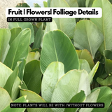 Calathea Lutea | Cuban Cigar - Ornamental Live Plant (Home & Garden)
