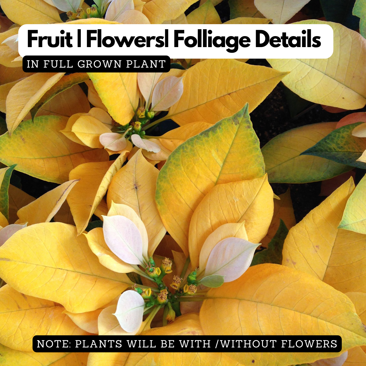 Yellow Poinsettia / Christmas Flower (Euphorbia pulcherrima) Flowering/Ornamental Live Plant (Home & Garden)